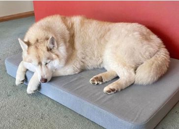 Schuimmatras voor hond