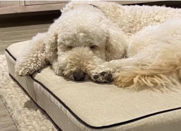 Schuimmatras voor hond